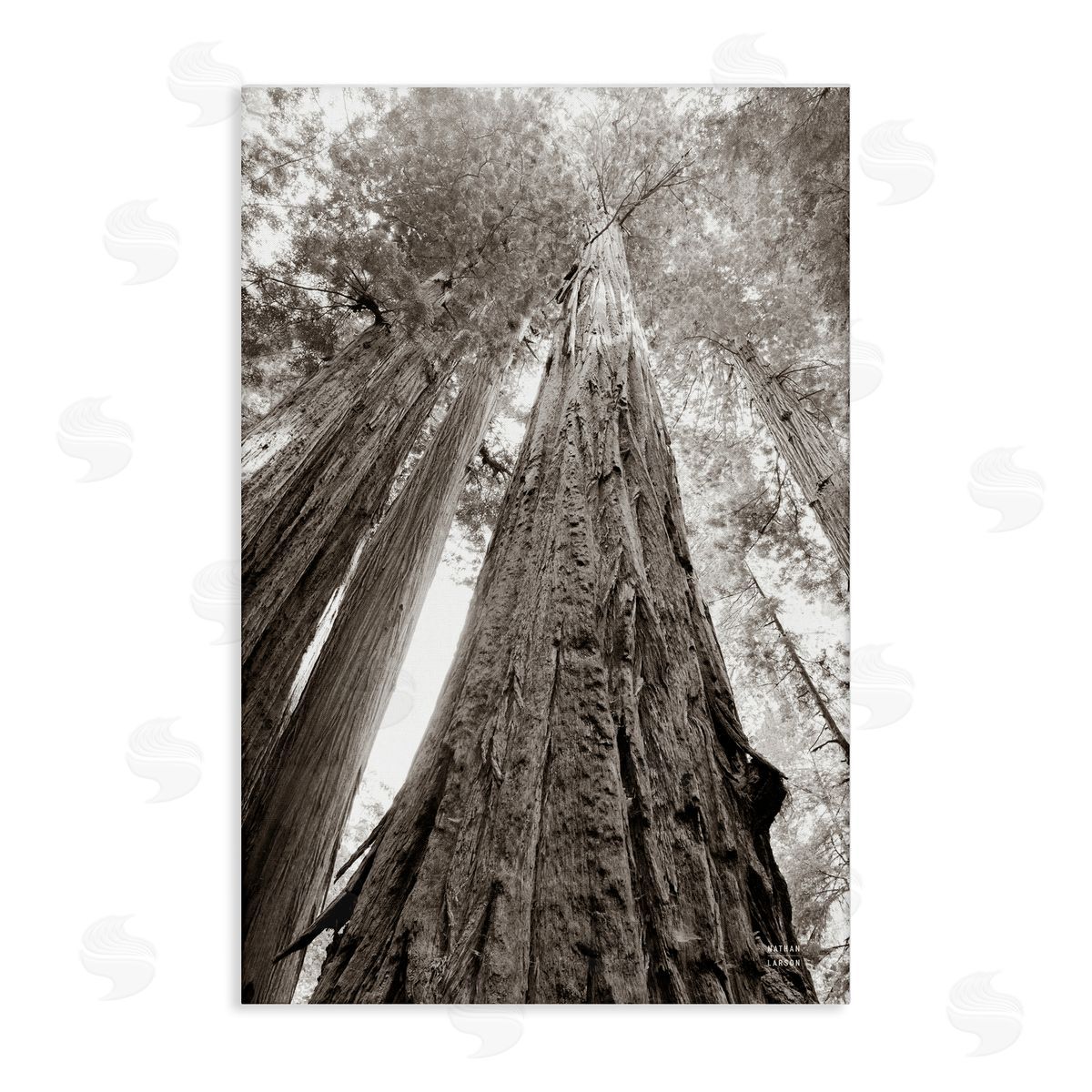 Nathan Larson Ancient Redwood Forest Canvas Wall Art Print
