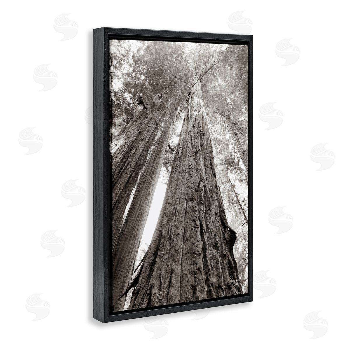 Nathan Larson Ancient Redwood Forest Black Floating Frame Canvas Wall Art Print