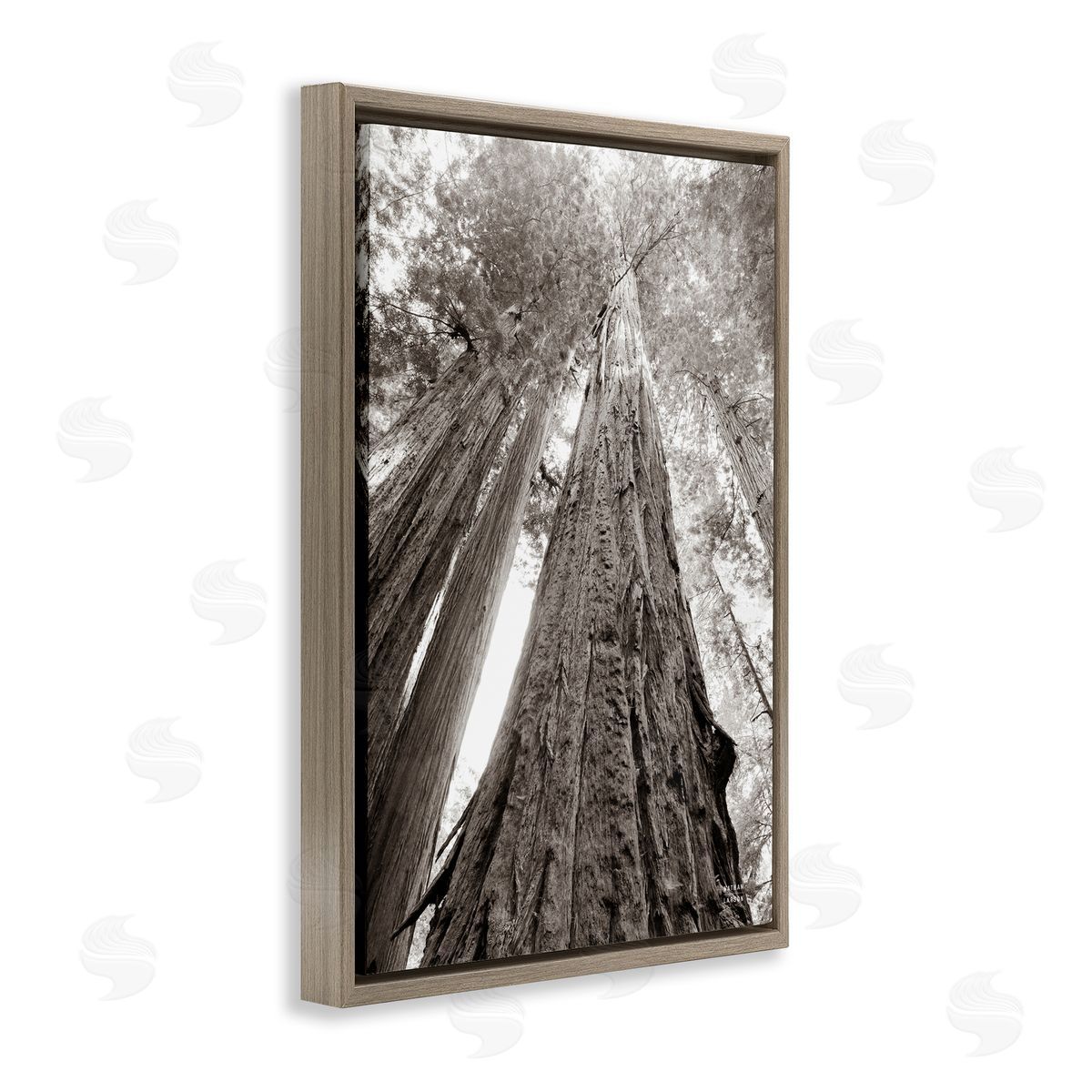 Nathan Larson Ancient Redwood Forest Brown Floating Frame Canvas Wall Art Print