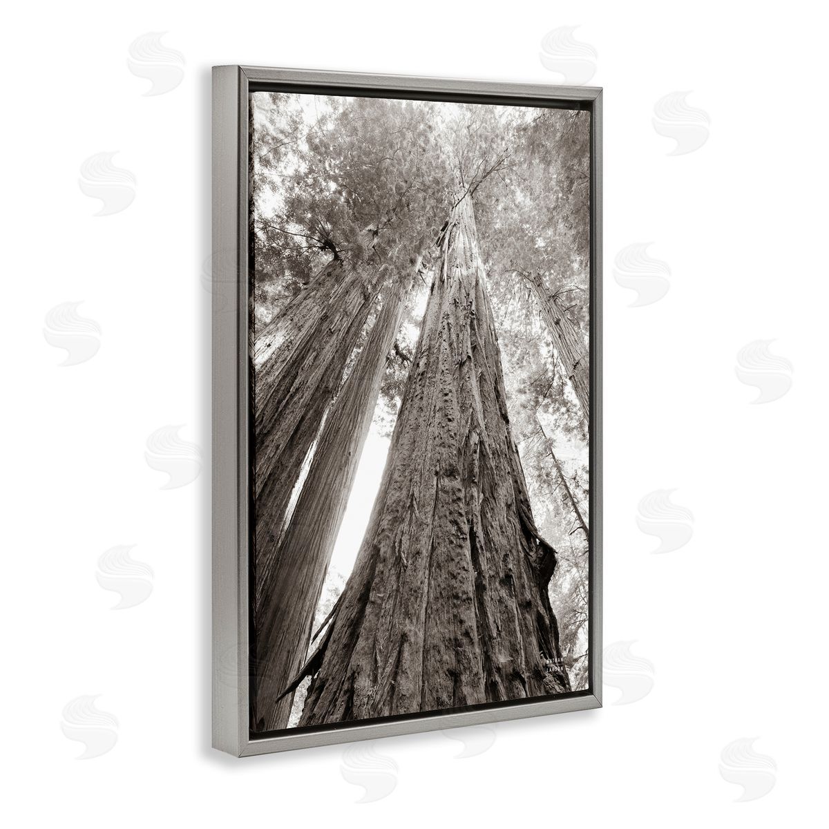 Nathan Larson Ancient Redwood Forest Gray Floating Frame Canvas Wall Art Print