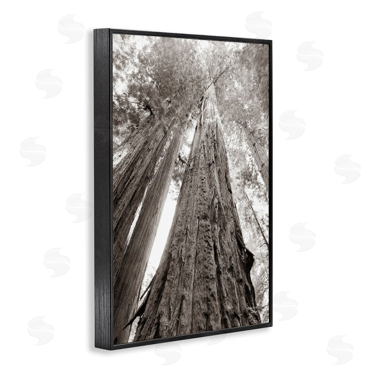 Nathan Larson Ancient Redwood Forest Black Framed Giclee Wall Art Print
