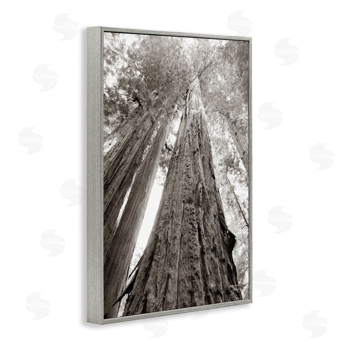 Nathan Larson Ancient Redwood Forest Gray Framed Giclee Wall Art Print