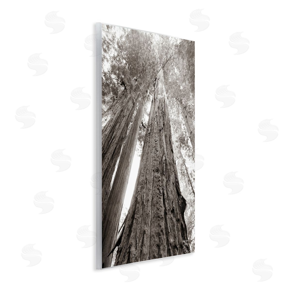 Nathan Larson Ancient Redwood Forest Wooden Wall Plaque Art Print