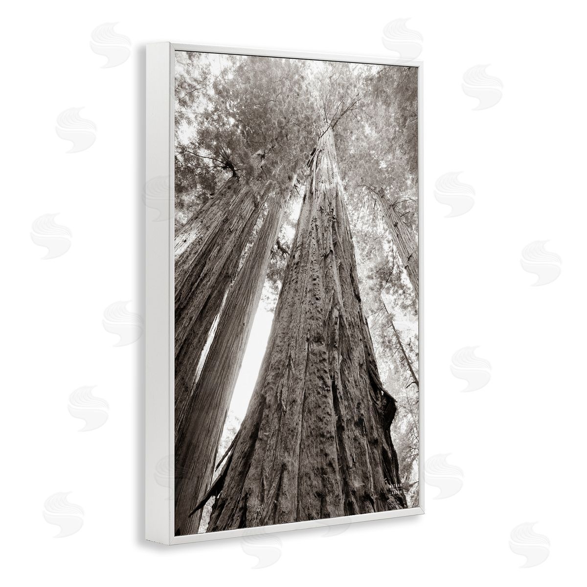 Nathan Larson Ancient Redwood Forest White Framed Giclee Wall Art Print