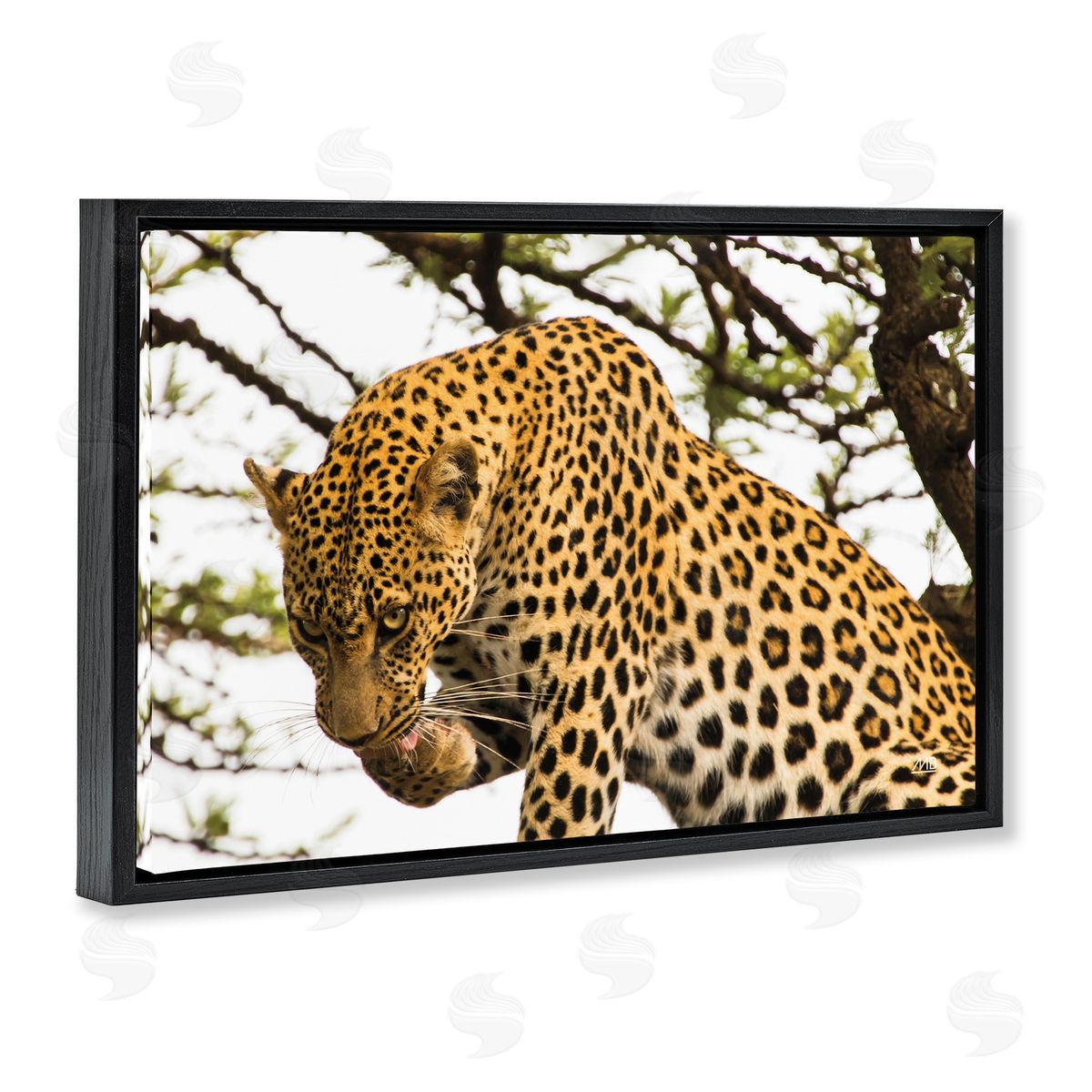 Max Blakesberg Studios Leopard After Lunch Black Floating Frame Canvas Wall Art Print