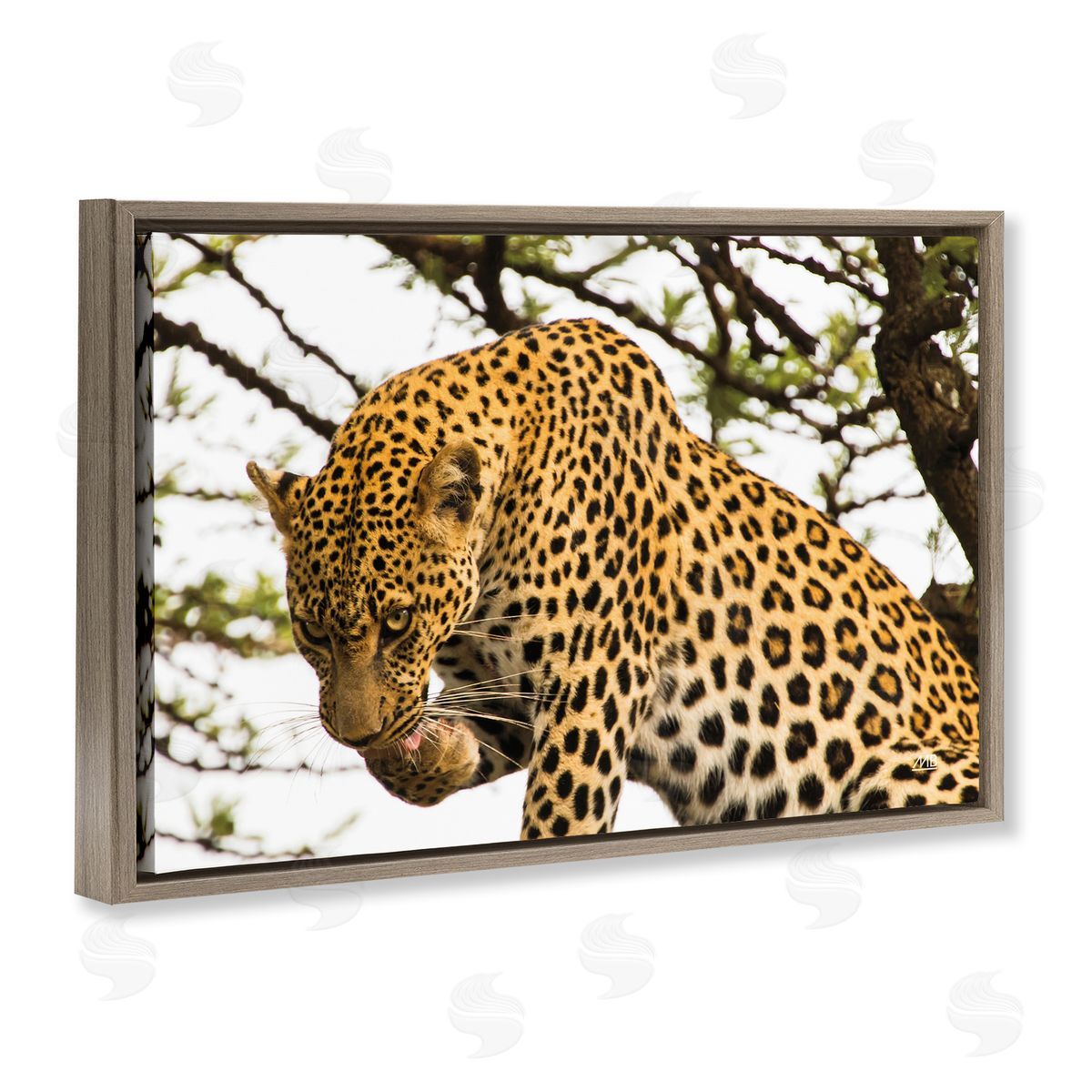 Max Blakesberg Studios Leopard After Lunch Brown Floating Frame Canvas Wall Art Print
