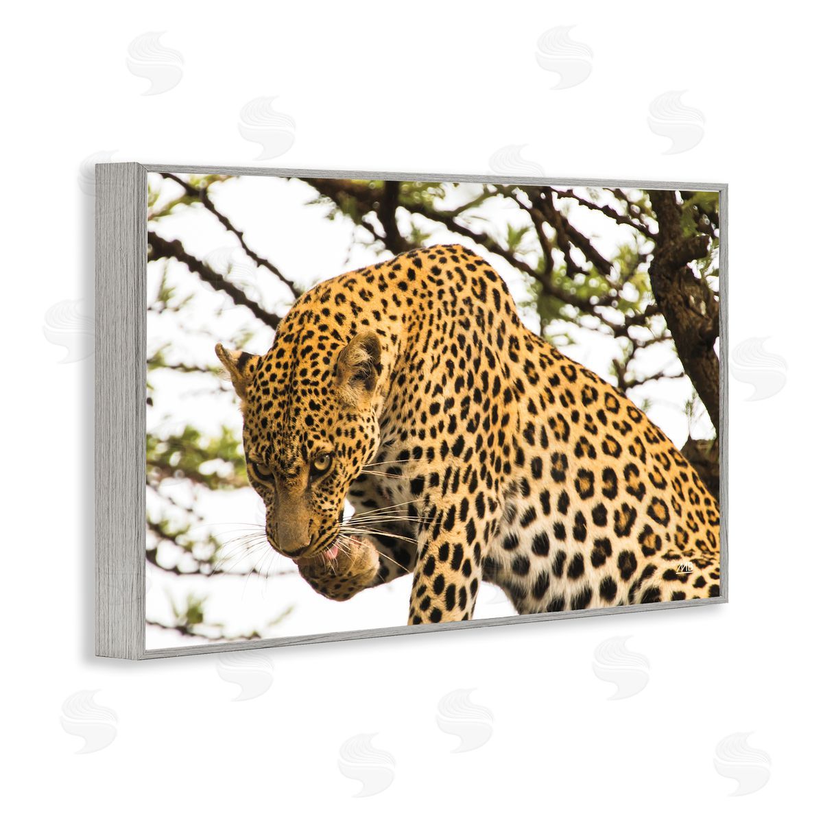 Max Blakesberg Studios Leopard After Lunch Gray Framed Giclee Wall Art Print
