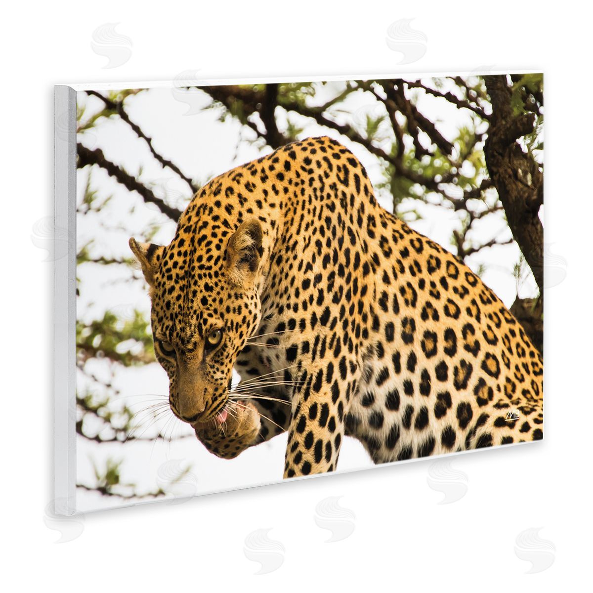 Max Blakesberg Studios Leopard After Lunch Wooden Wall Plaque Art Print