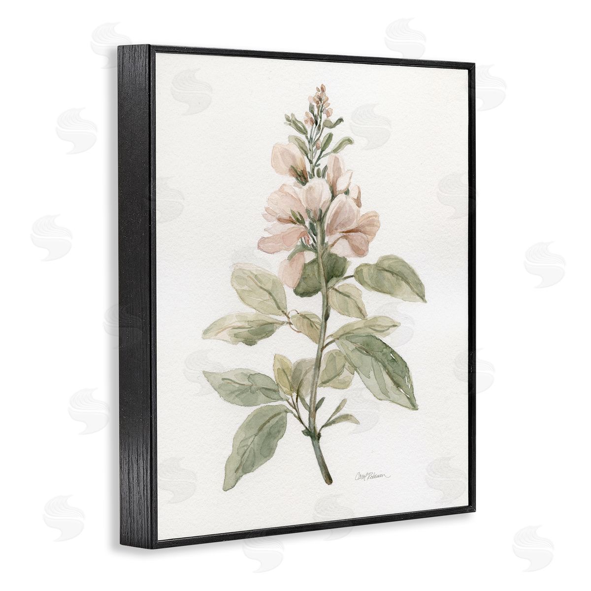 Carol Robinson Subtle Watercolor Botanicals Black Framed Giclee Wall Art Print