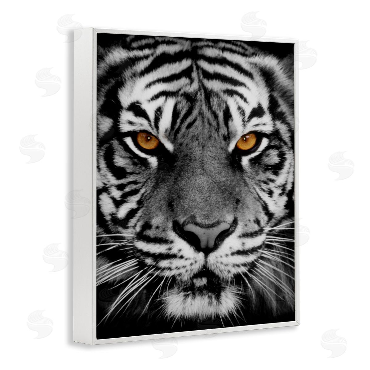 Danita Delimont Fierce Eyed Tiger White Framed Giclee Wall Art Print