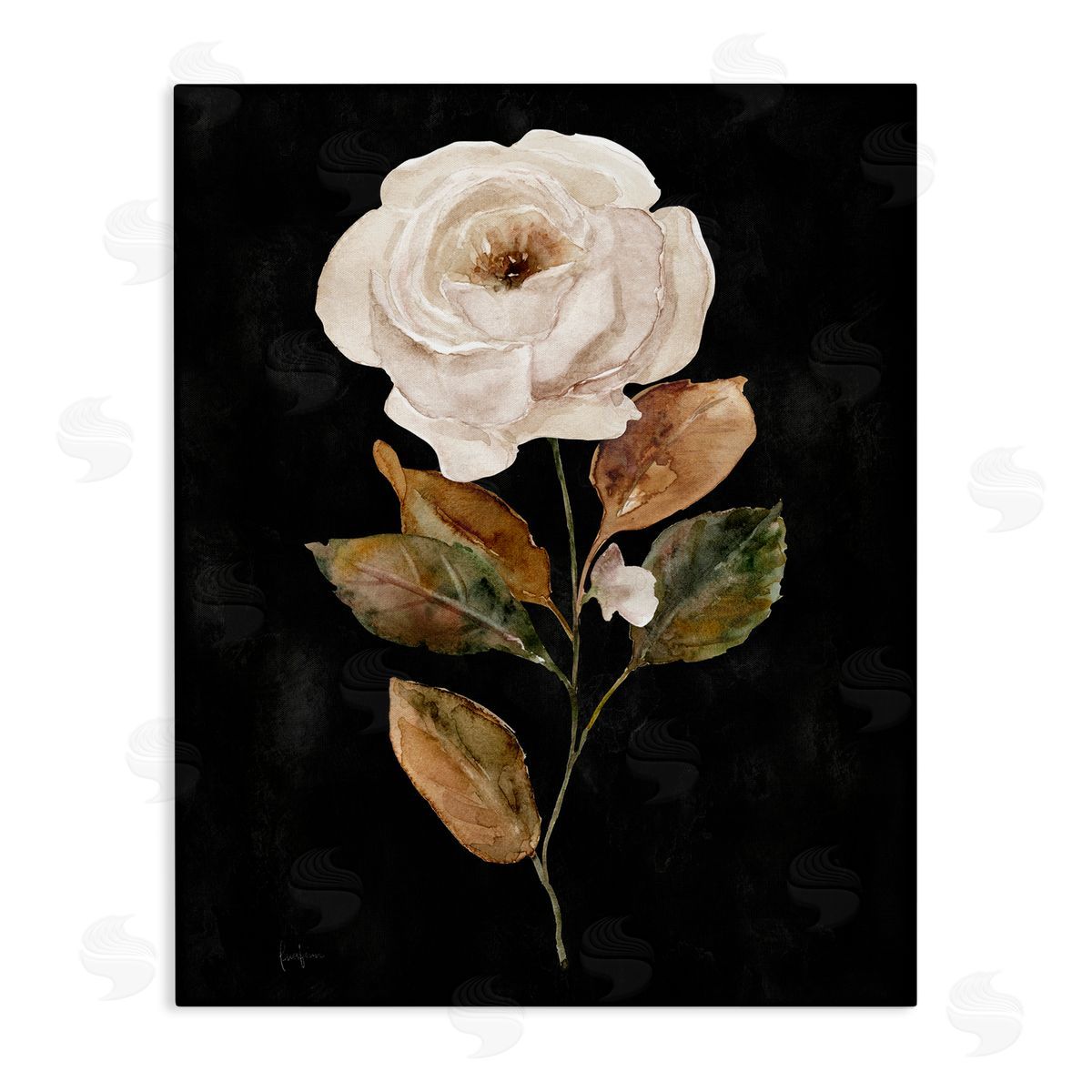 Livi Finn White Rose on Black Canvas Wall Art Print