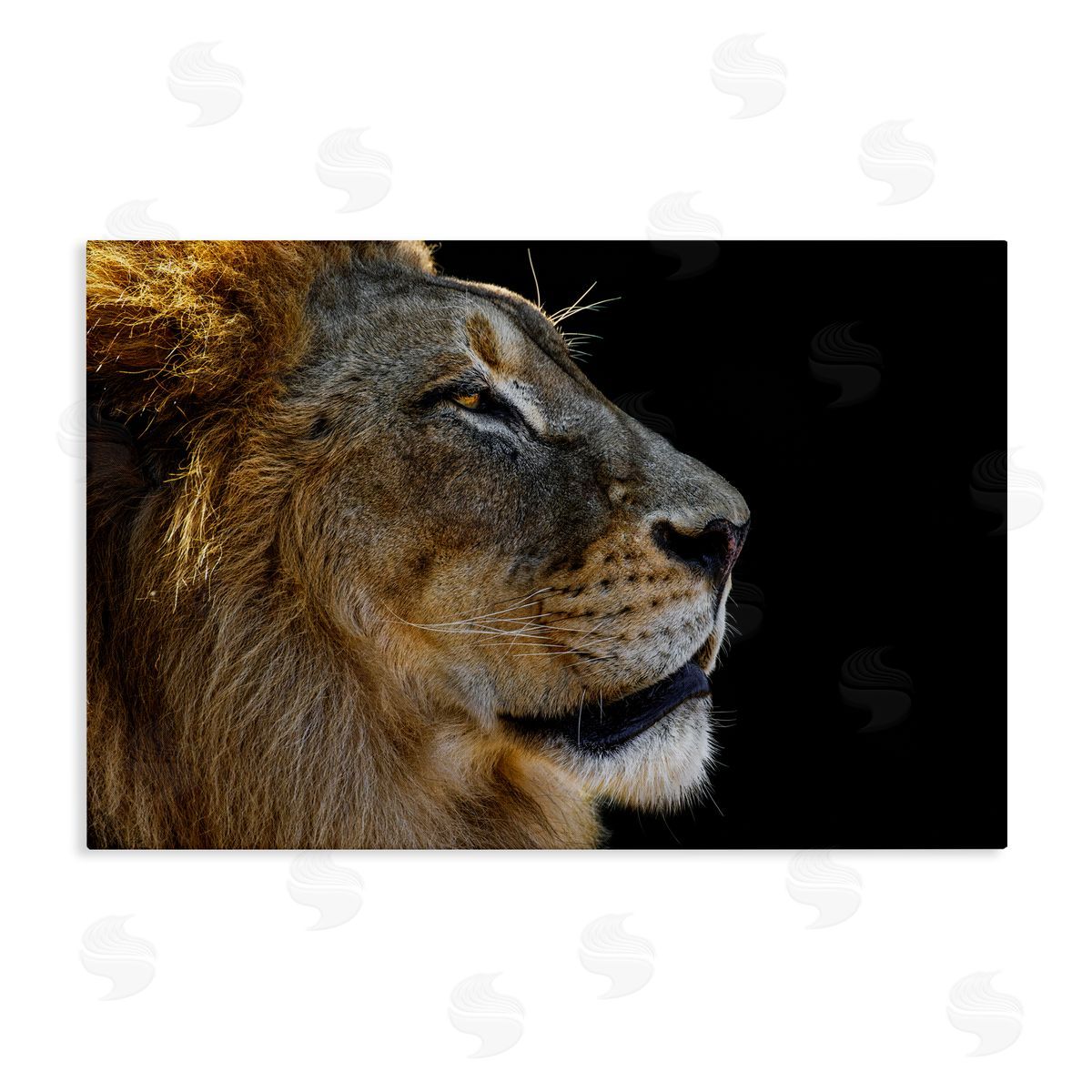 Danita Delimont Fierce Lion Looking Right Canvas Wall Art Print
