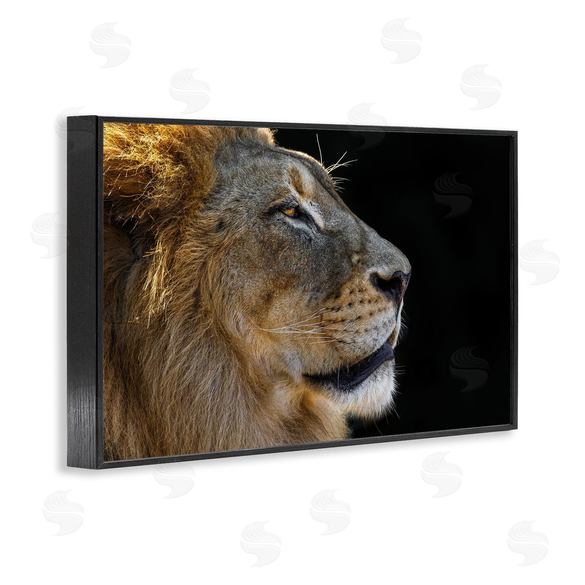 Danita Delimont Fierce Lion Looking Right Black Framed Giclee Wall Art Print