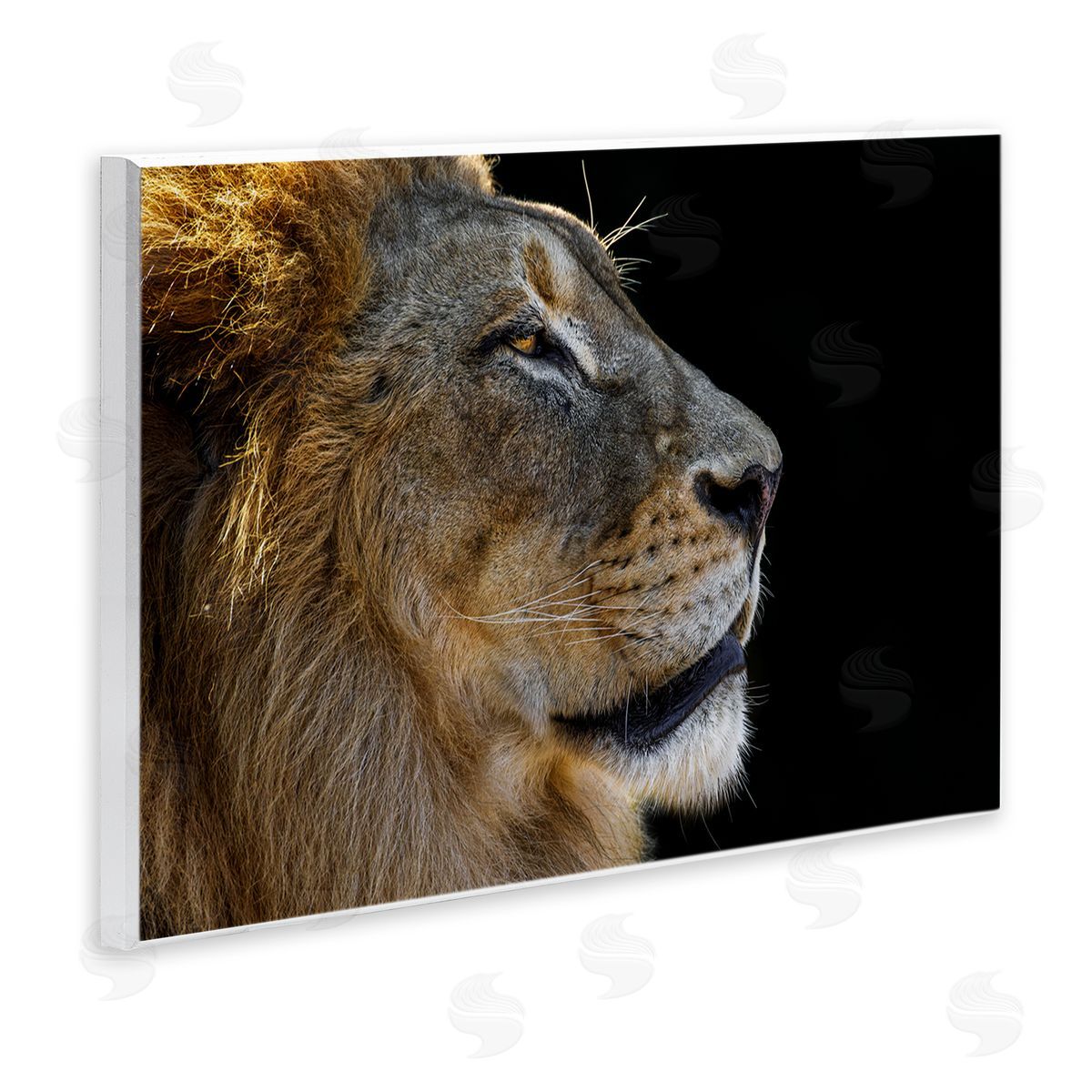 Danita Delimont Fierce Lion Looking Right Wooden Wall Plaque Art Print