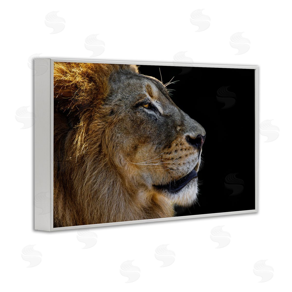 Danita Delimont Fierce Lion Looking Right White Framed Giclee Wall Art Print