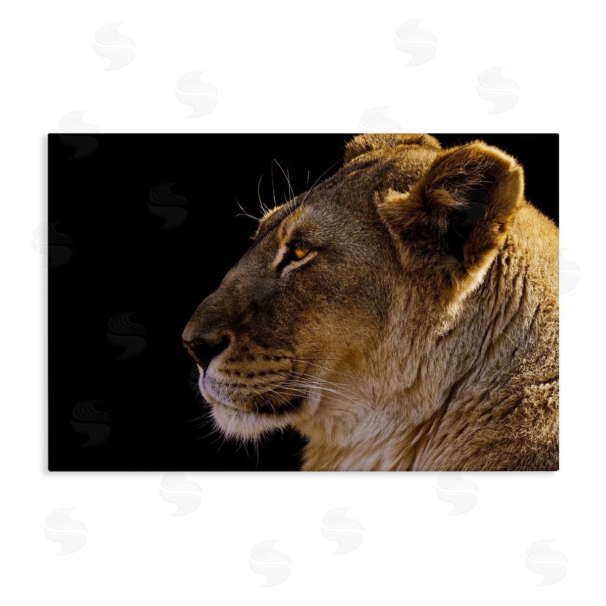 Danita Delimont Fierce Lion Looking Left Canvas Wall Art Print