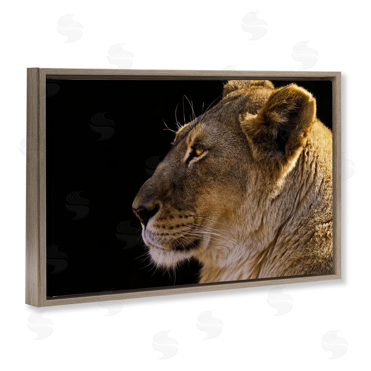 Danita Delimont Fierce Lion Looking Left Brown Floating Frame Canvas Wall Art Print