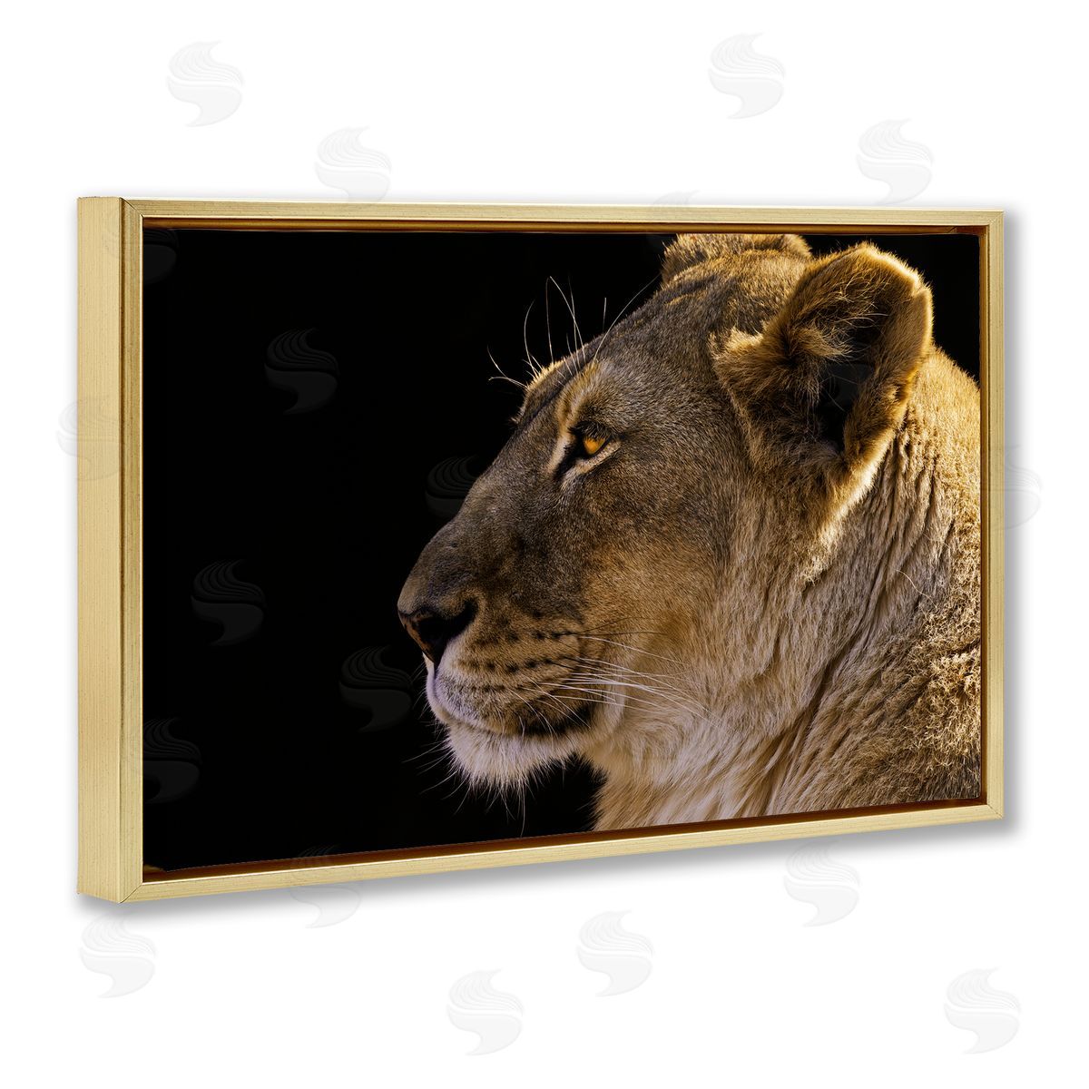 Danita Delimont Fierce Lion Looking Left Gold Floating Frame Canvas Wall Art Print