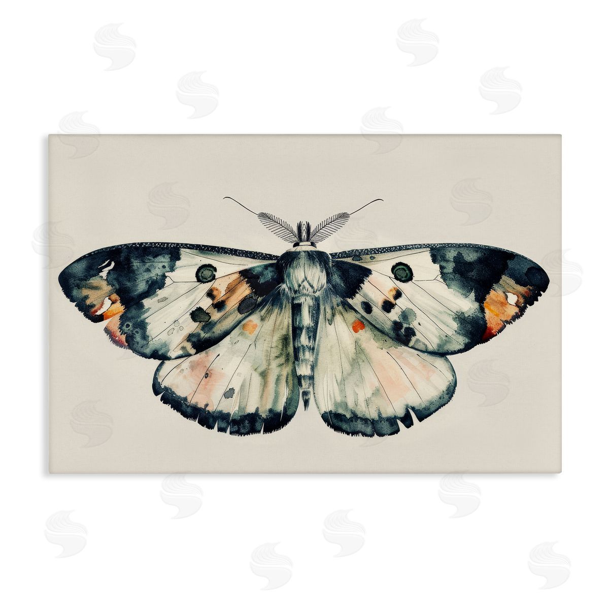 Petal Prints Design Watercolor Black Trimmed Moth Canvas Wall Art Print