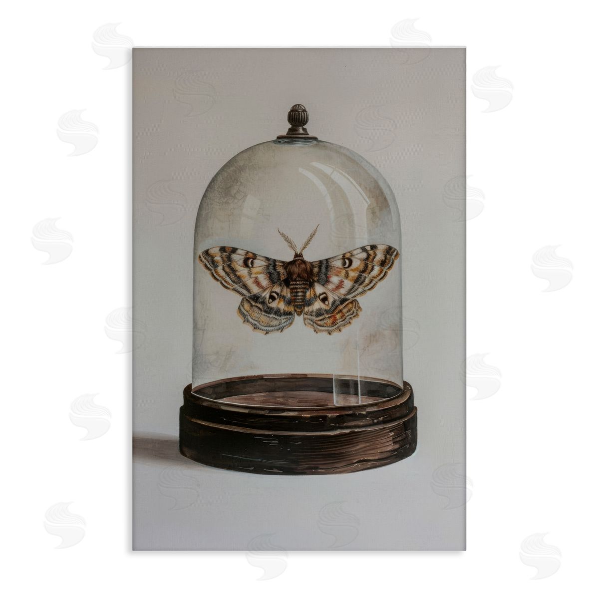 Petal Prints Design Moth in Glass Cloche Canvas Wall Art Print