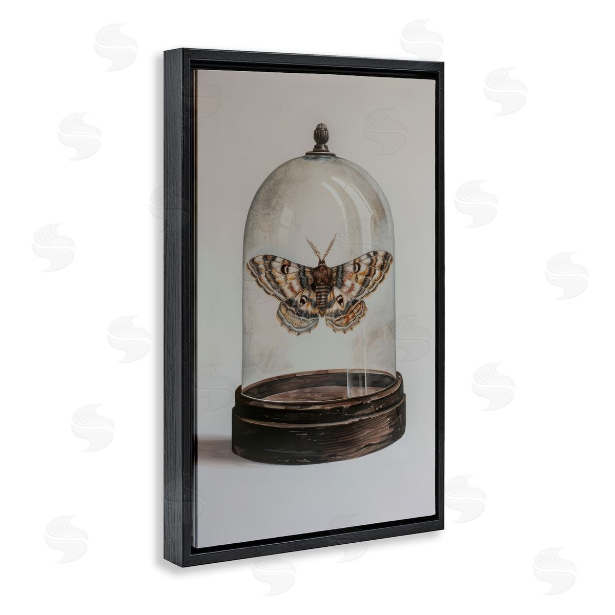 Petal Prints Design Moth in Glass Cloche Black Floating Frame Canvas Wall Art Print