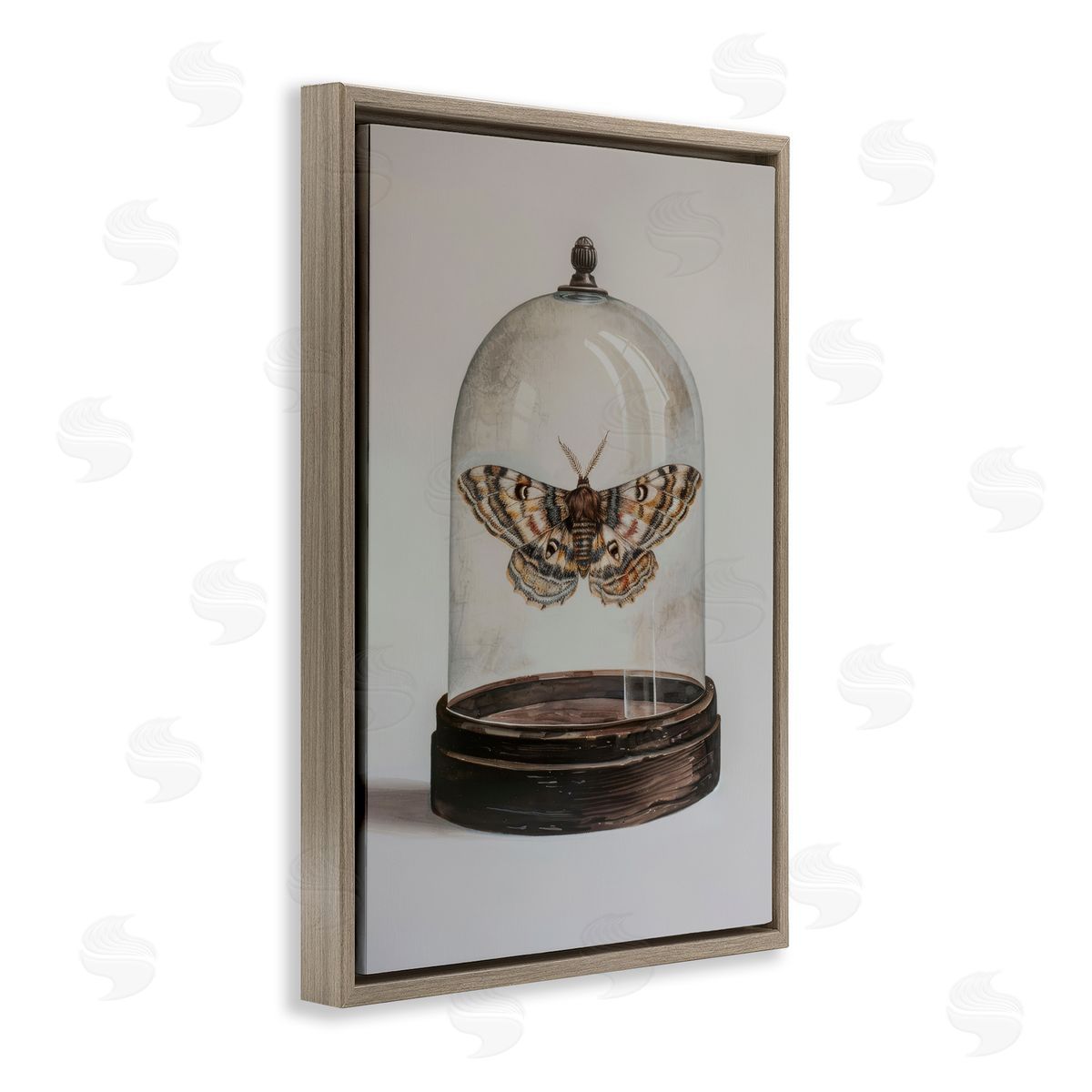 Petal Prints Design Moth in Glass Cloche Brown Floating Frame Canvas Wall Art Print