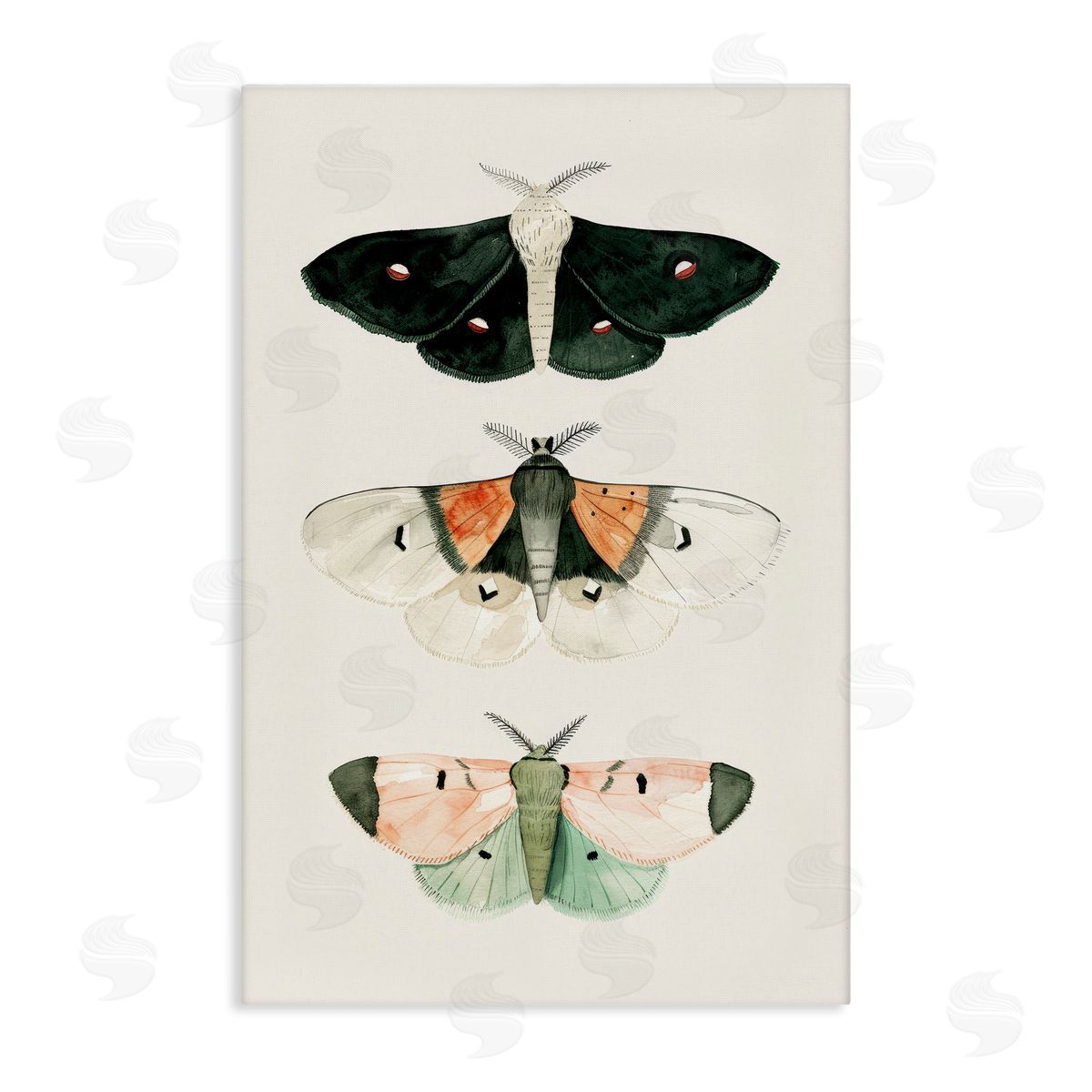 Petal Prints Design Assorted Moth Trio Canvas Wall Art Print