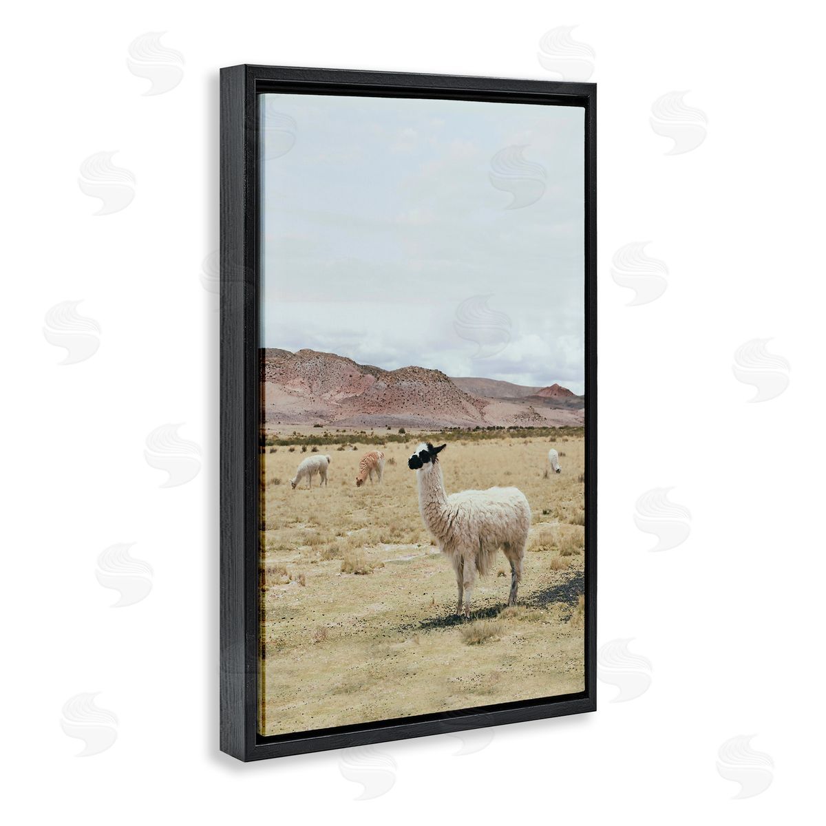 Sisi and Seb Wild Alpacas in Desert Black Floating Frame Canvas Wall Art Print