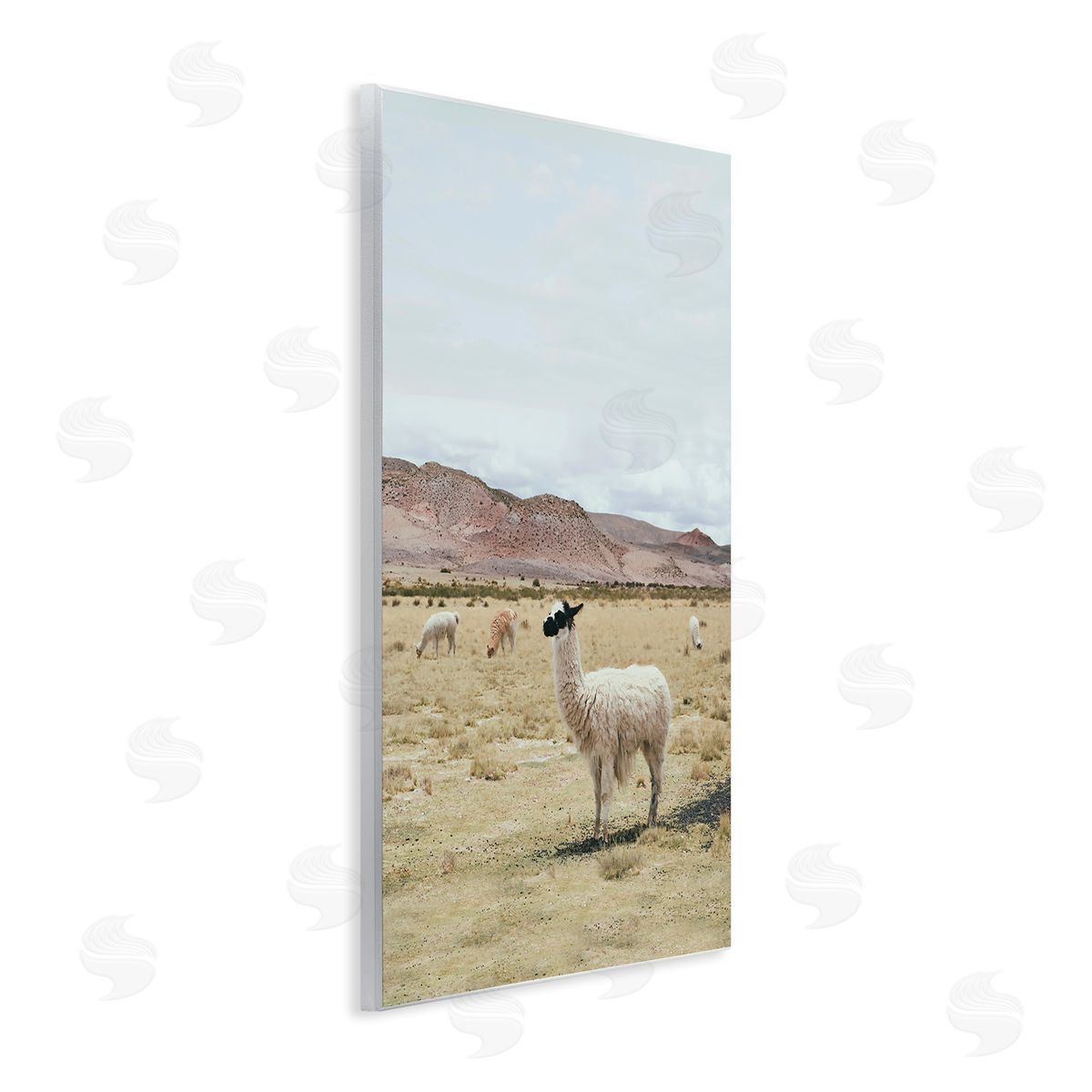 Sisi and Seb Wild Alpacas in Desert Wooden Wall Plaque Art Print