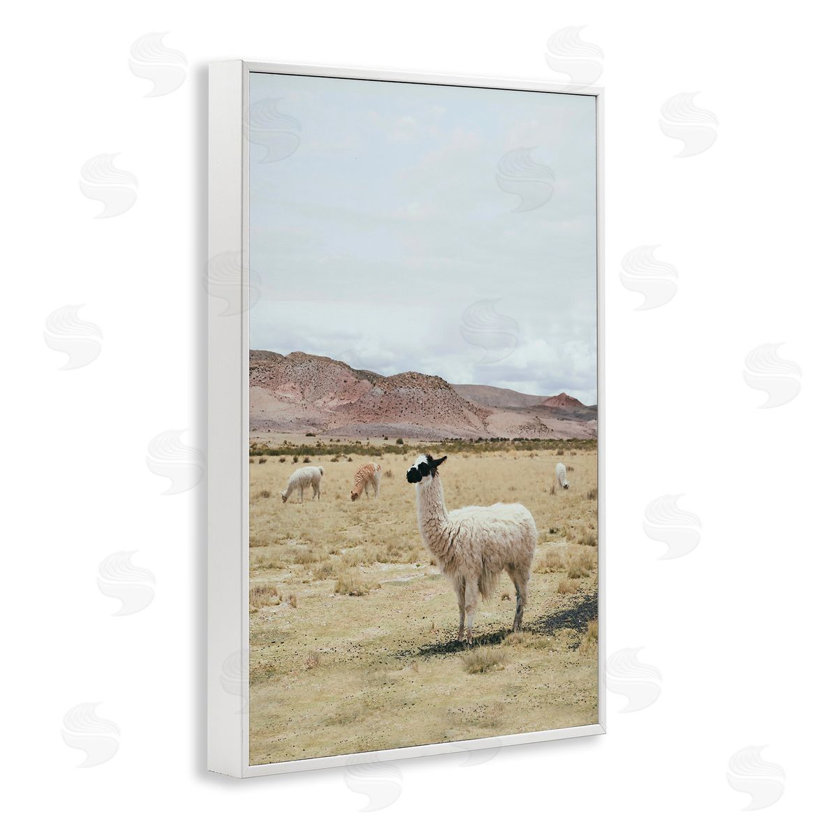 Sisi and Seb Wild Alpacas in Desert White Framed Giclee Wall Art Print
