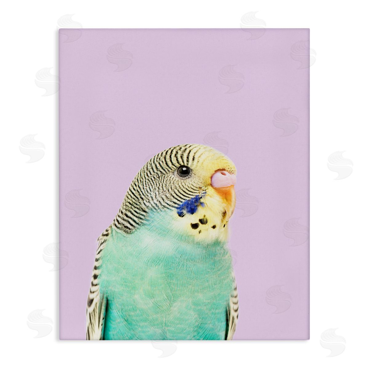 Sisi and Seb Pastel Budgie Bird Canvas Wall Art Print