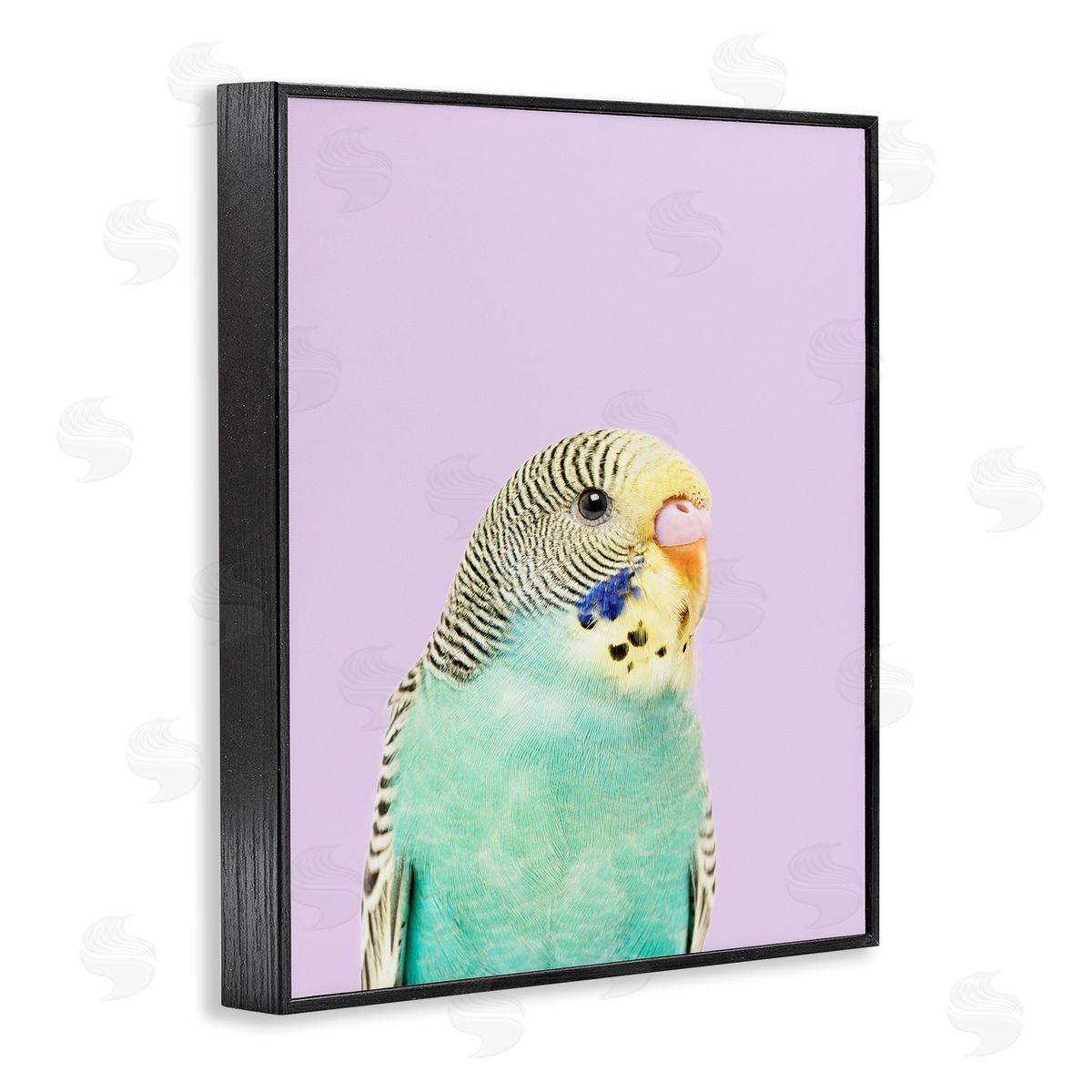 Sisi and Seb Pastel Budgie Bird Black Framed Giclee Wall Art Print