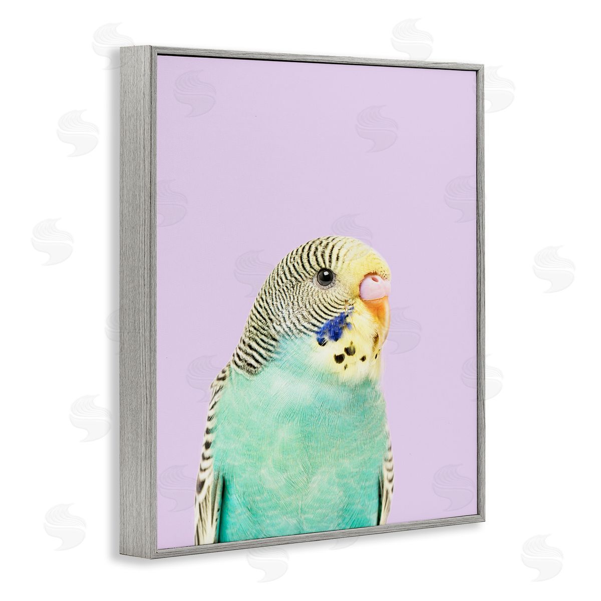 Sisi and Seb Pastel Budgie Bird Gray Framed Giclee Wall Art Print