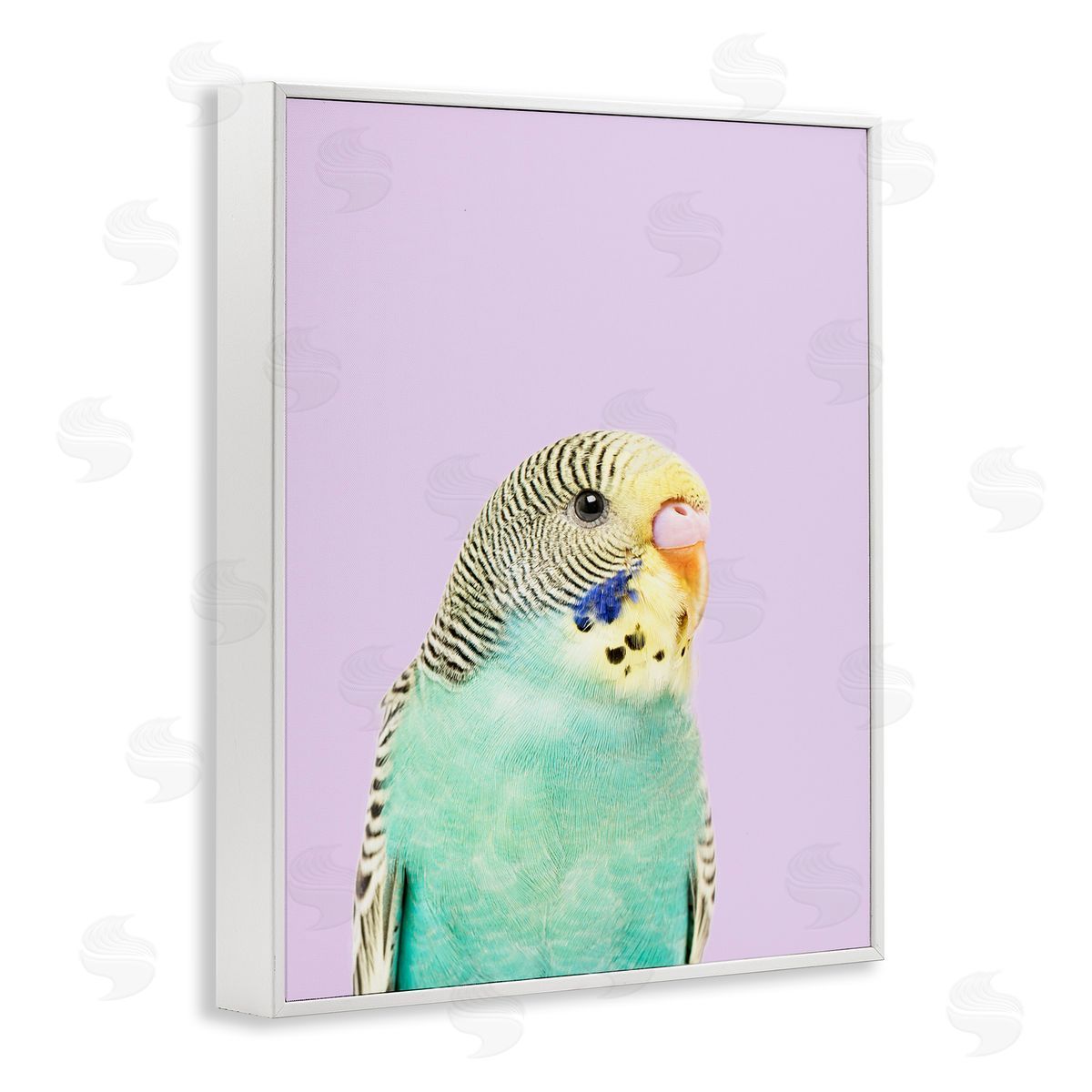 Sisi and Seb Pastel Budgie Bird White Framed Giclee Wall Art Print
