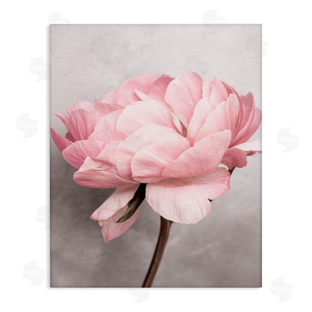 Sisi and Seb Blooming Vintage Peony Canvas Wall Art Print