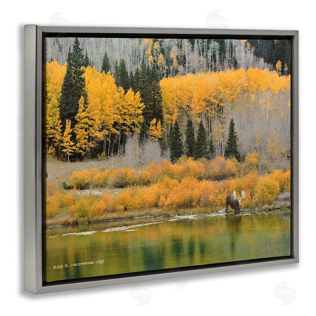 Chris Vest Moose at Priest Lake Gray Floating Frame Canvas Wall Art Print
