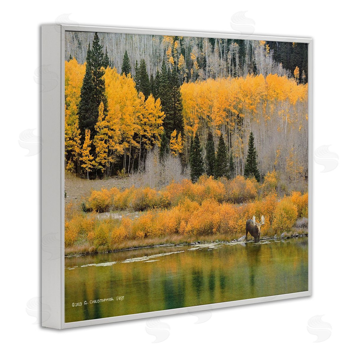 Chris Vest Moose at Priest Lake White Framed Giclee Wall Art Print