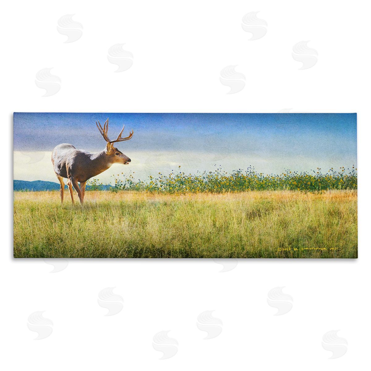 Chris Vest Buck Deer in Field