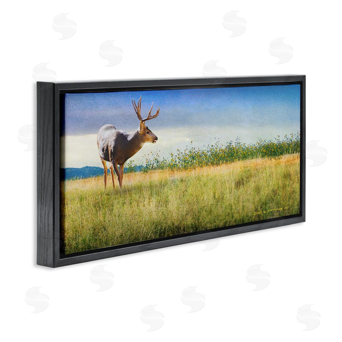 Chris Vest Buck Deer in Field
