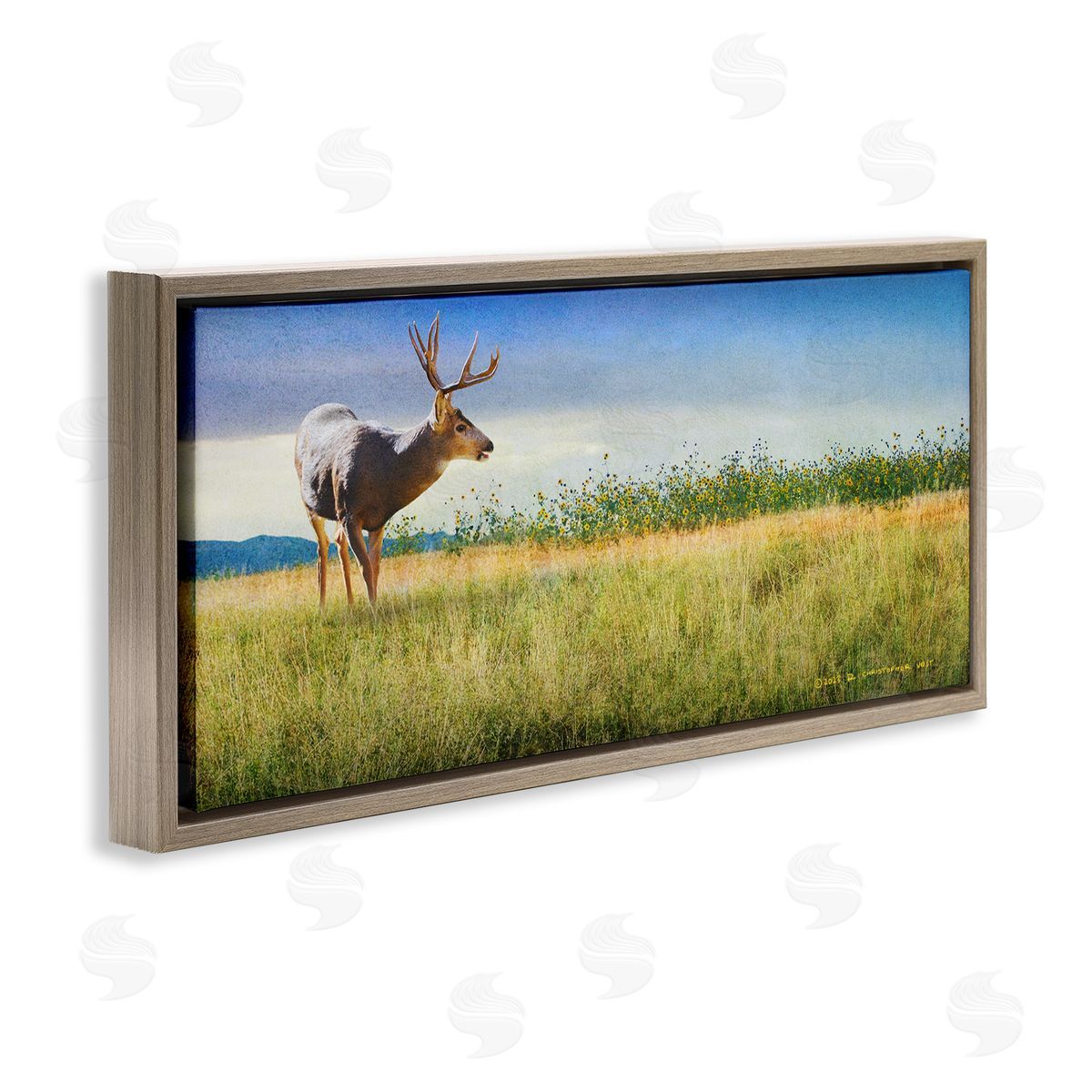 Chris Vest Buck Deer in Field