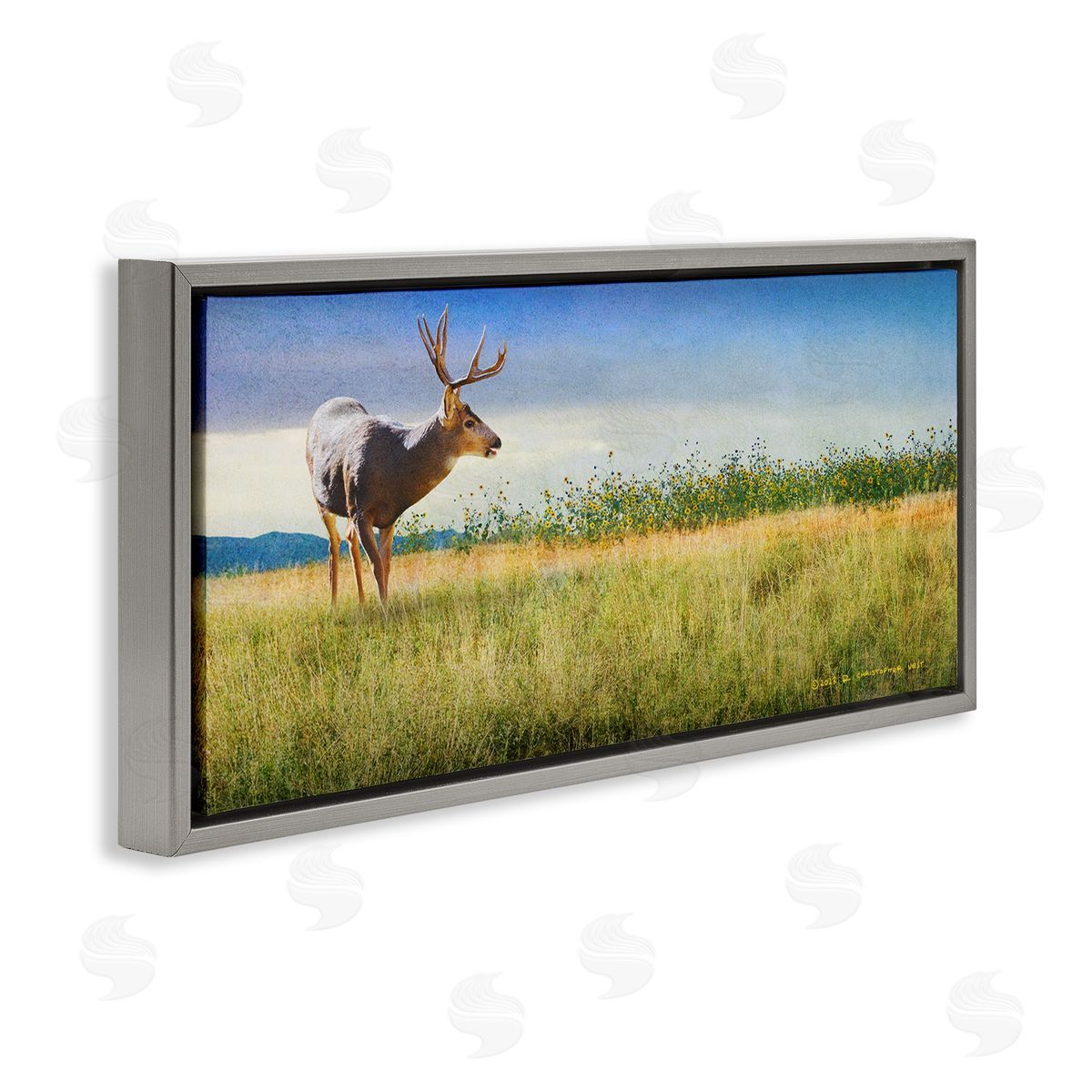 Chris Vest Buck Deer in Field