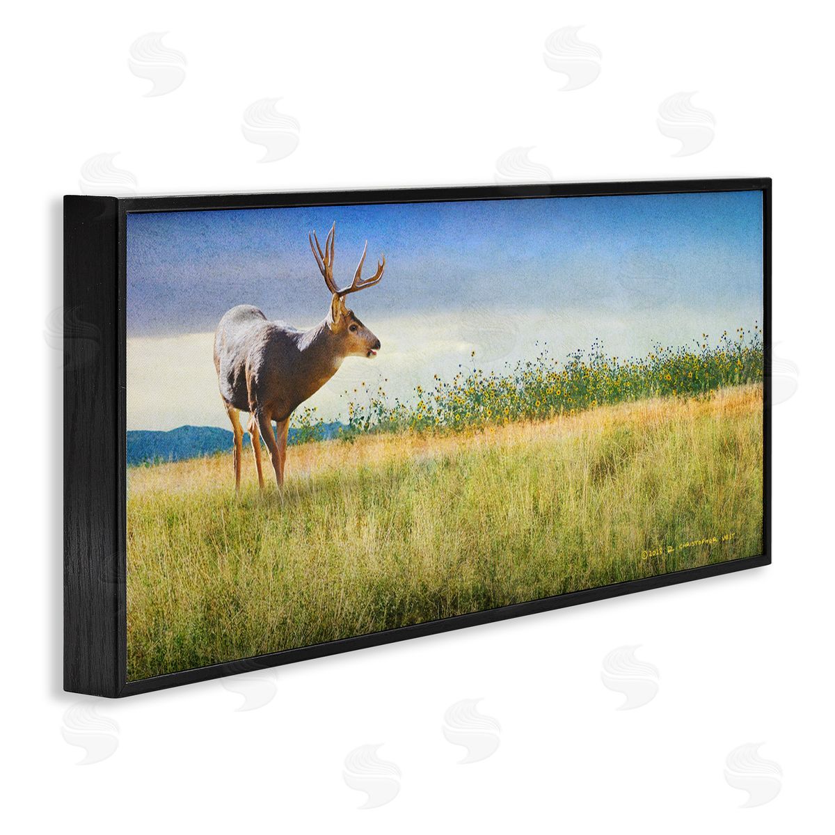 Chris Vest Buck Deer in Field