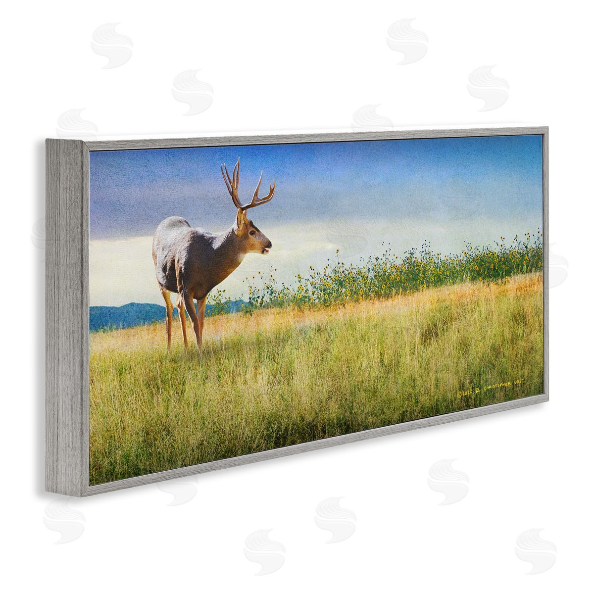 Chris Vest Buck Deer in Field