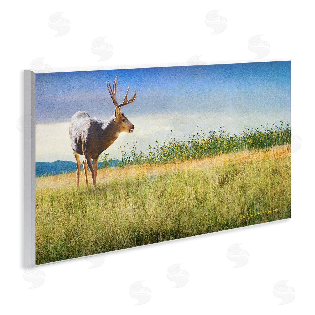 Chris Vest Buck Deer in Field