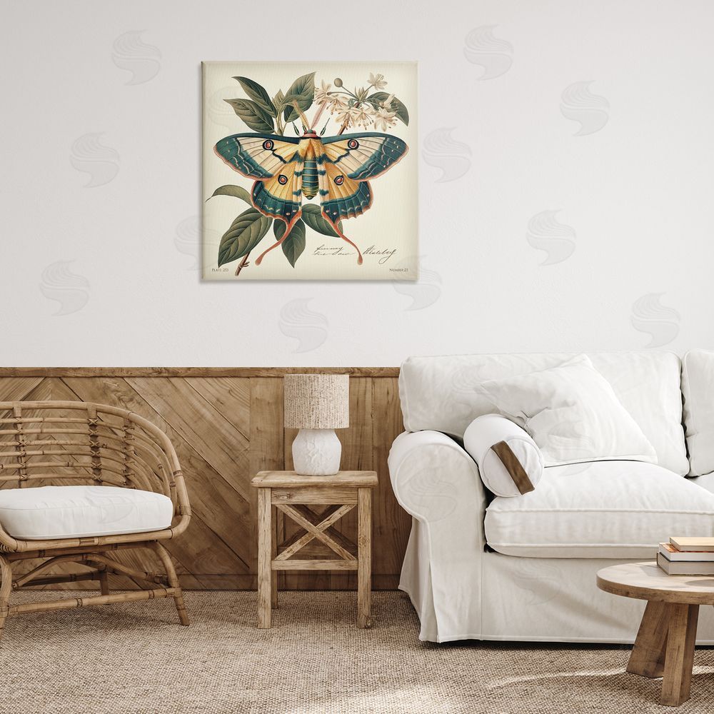 Steve Hunziker Vintage Moth & Plant Study Canvas Wall Art Print in Room