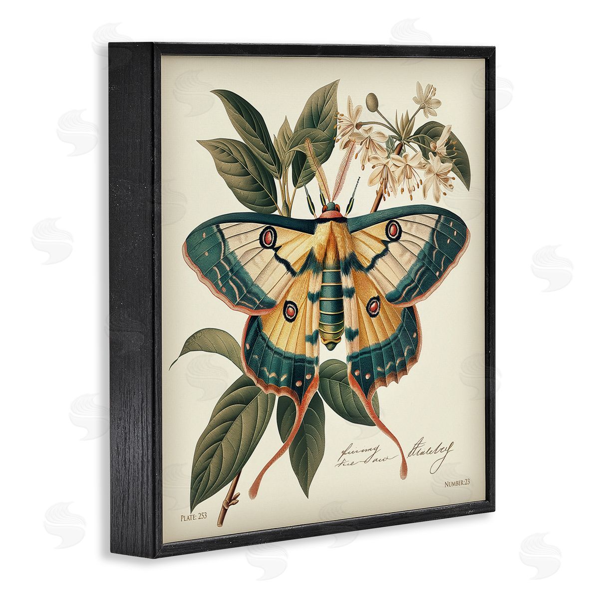 Steve Hunziker Vintage Moth & Plant Study Black Framed Giclee Wall Art Print