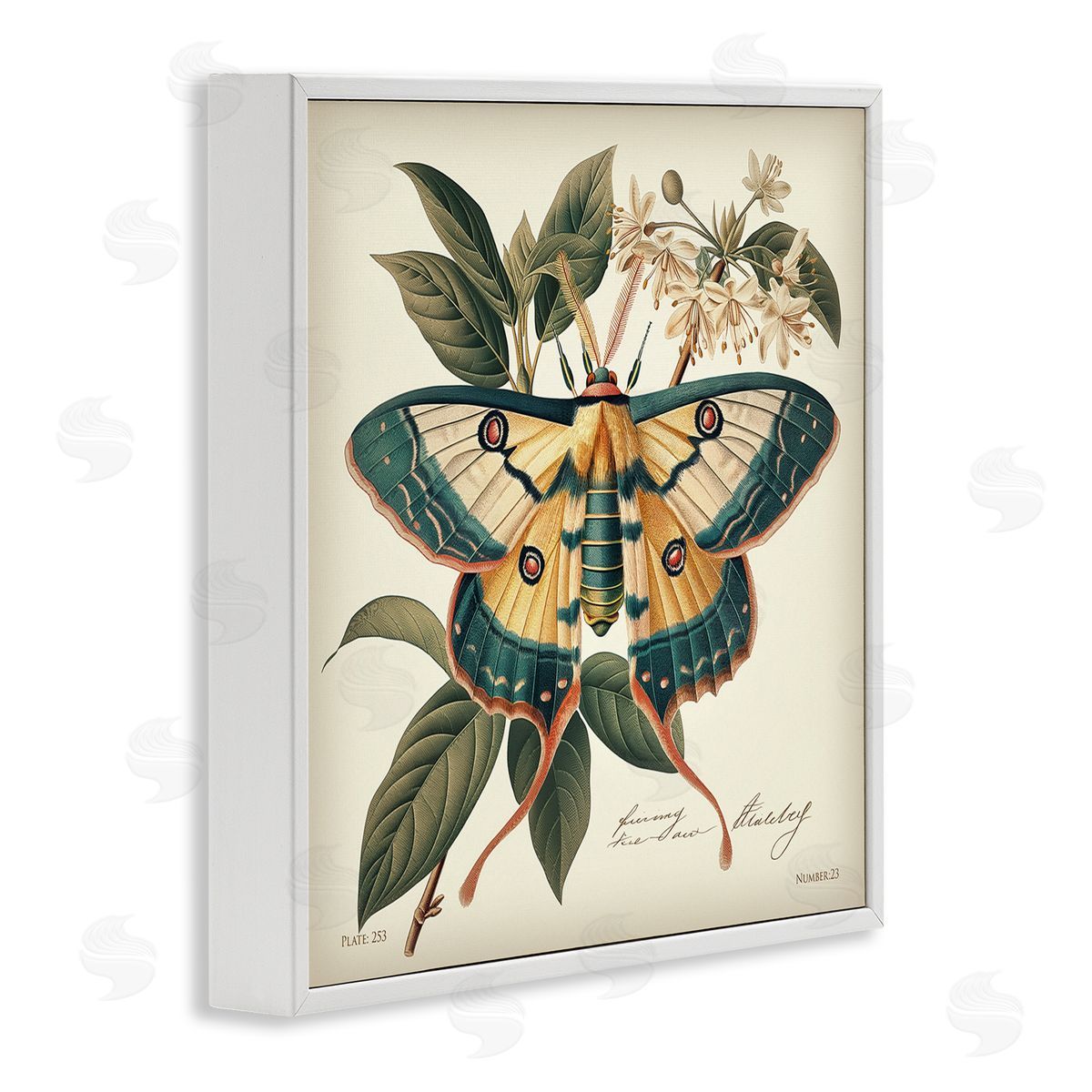 Steve Hunziker Vintage Moth & Plant Study White Framed Giclee Wall Art Print