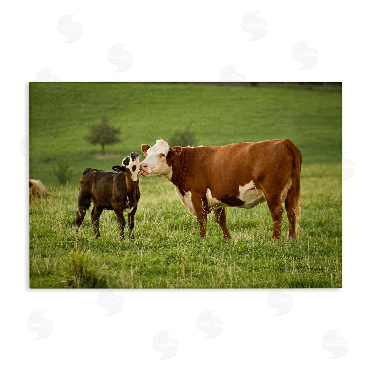 Marty Hulsebos Cow & Calf Preening Canvas Wall Art Print