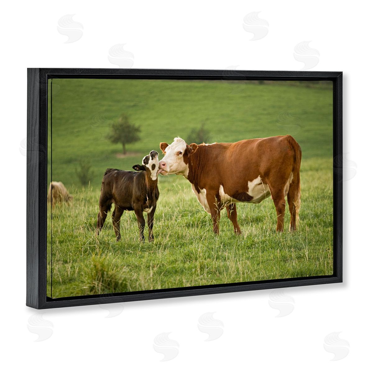 Marty Hulsebos Cow & Calf Preening Black Floating Frame Canvas Wall Art Print