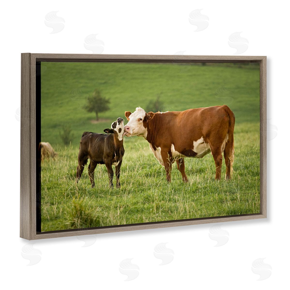 Marty Hulsebos Cow & Calf Preening Brown Floating Frame Canvas Wall Art Print
